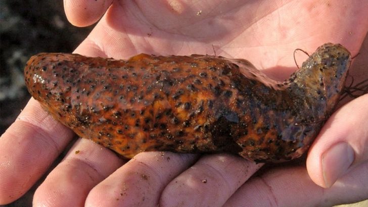 Washington man jailed for overharvesting sea cucumbers