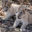 South African lion cubs conceived artificially in world first
