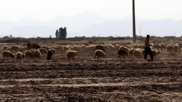 Iran risks losing 70pc of farmlands: environment chief