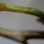 Green mamba snake found after biting ‘owner’ in Prague