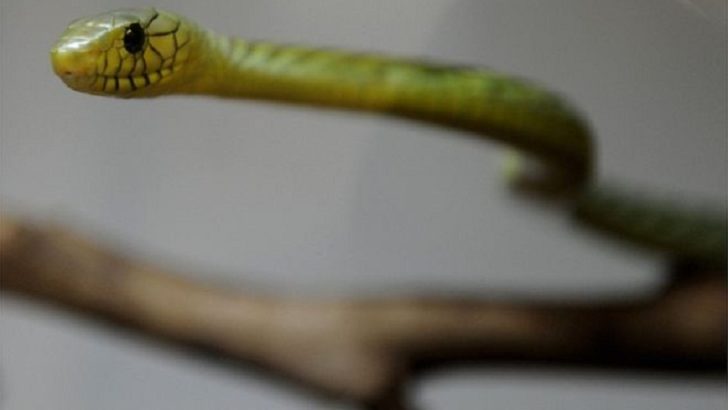 Green mamba snake found after biting ‘owner’ in Prague
