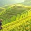 Rice ‘safely conserved’ in Philippines gene bank