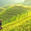Rice ‘safely conserved’ in Philippines gene bank
