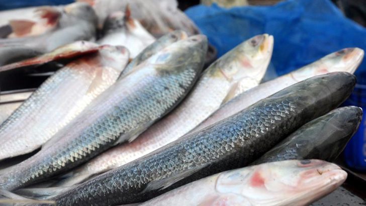 33 fishermen fined, jailed for defying govt ban on hilsa netting