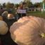 Pumpkin squashes UK record at Southampton festival