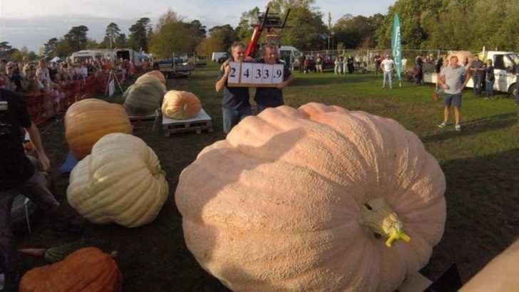 Pumpkin squashes UK record at Southampton festival