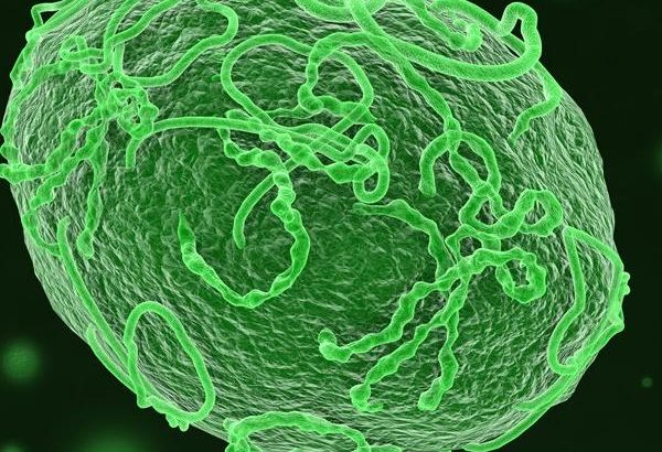 Novel DNA vaccine against Ebola safe, effective, say scientists
