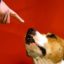 Teach children how to avoid dog bites, say MPs