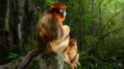 Wildlife Photographer of the Year: Gazing monkeys image wins
