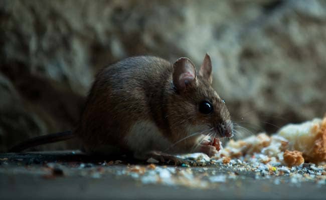 World’s first human case of rat disease found in Hong Kong